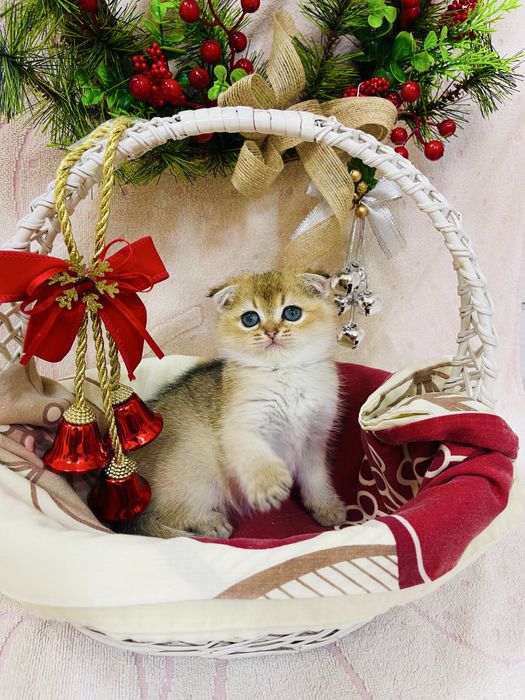 Золота шиншилка хлопчик