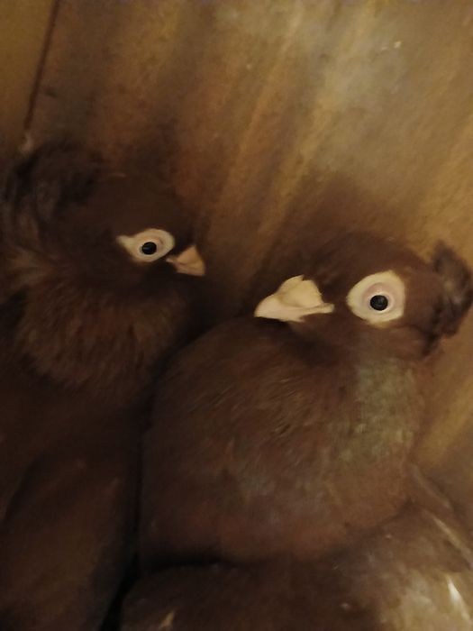 Sprzedam gołębie wywrotki parę