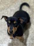Cão Pinsher macho