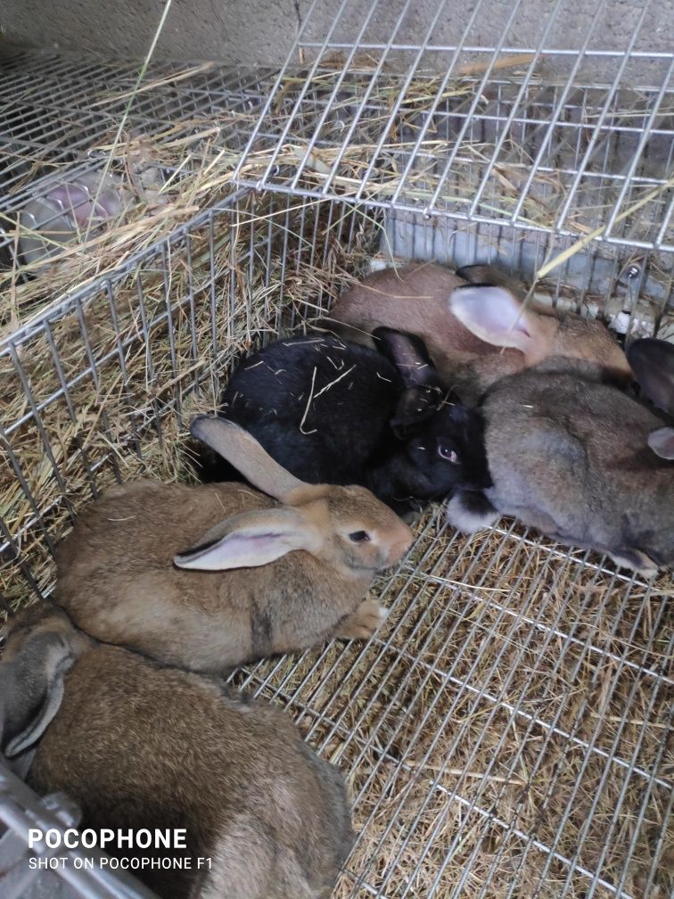 Coelhas grávidas para criação