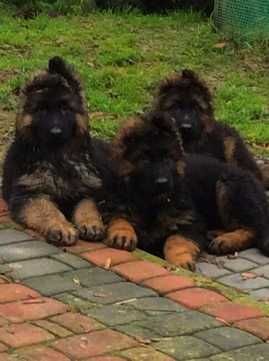 Owczarek niemiecki długowłosy przepiękny szczeniak