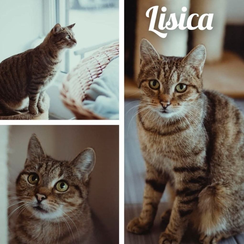 Lisica szuka domu