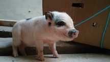 Porcos vietnamitas / mini pigs criados em liberdade