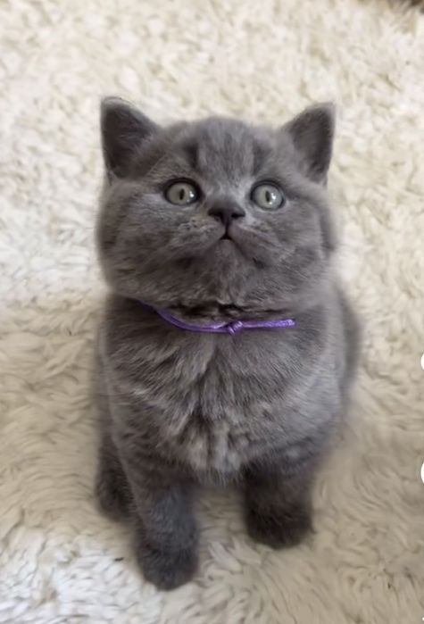 Kotka brytyjska Żyrardów