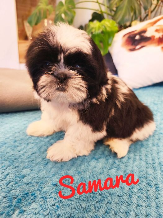 Shih Tzu - Samara piękna dziewczyna , wspaniały charakter.