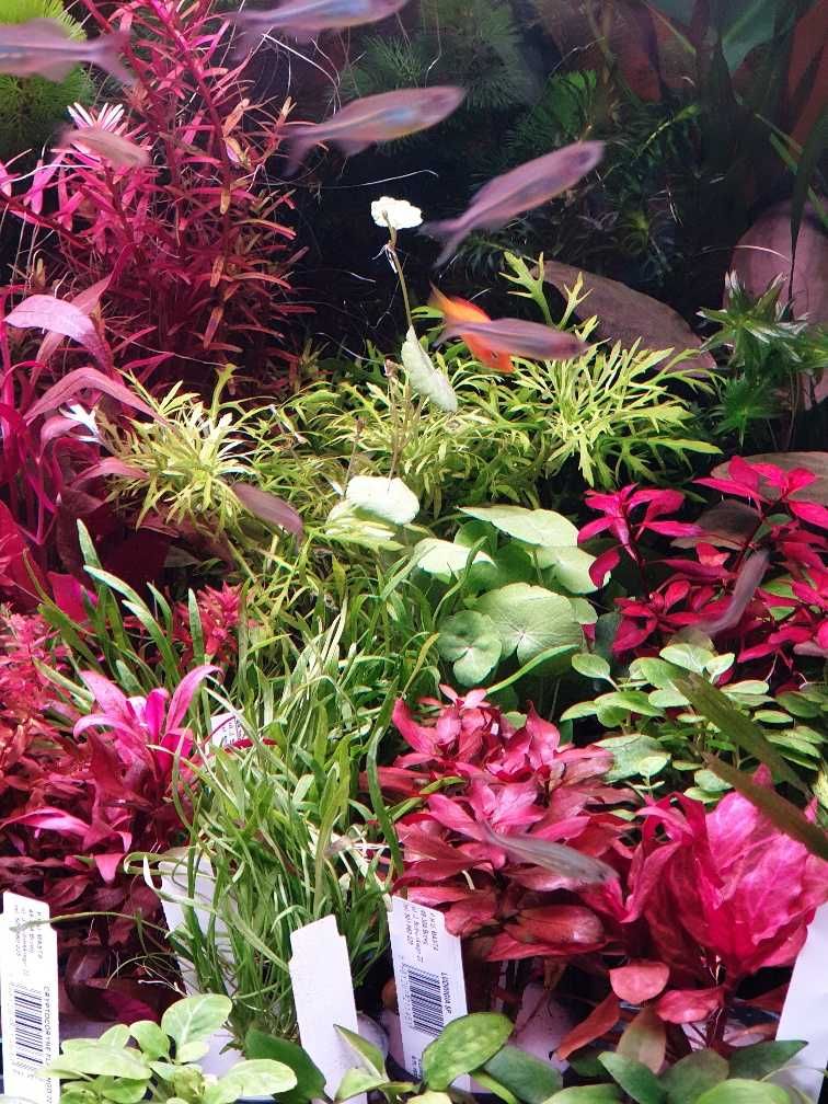 Roślina akwariowa Micranthemum Monte Carlo; sklep AKWAREKS