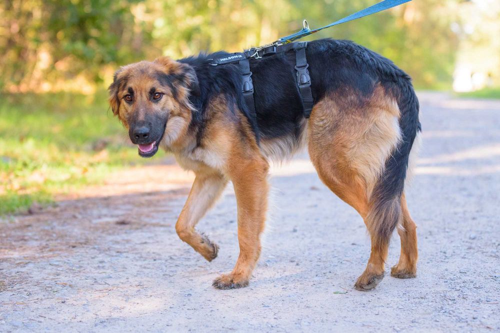 Młodziutka łagodna długowłosa sunia w typie ON - adoptuj Chikitę