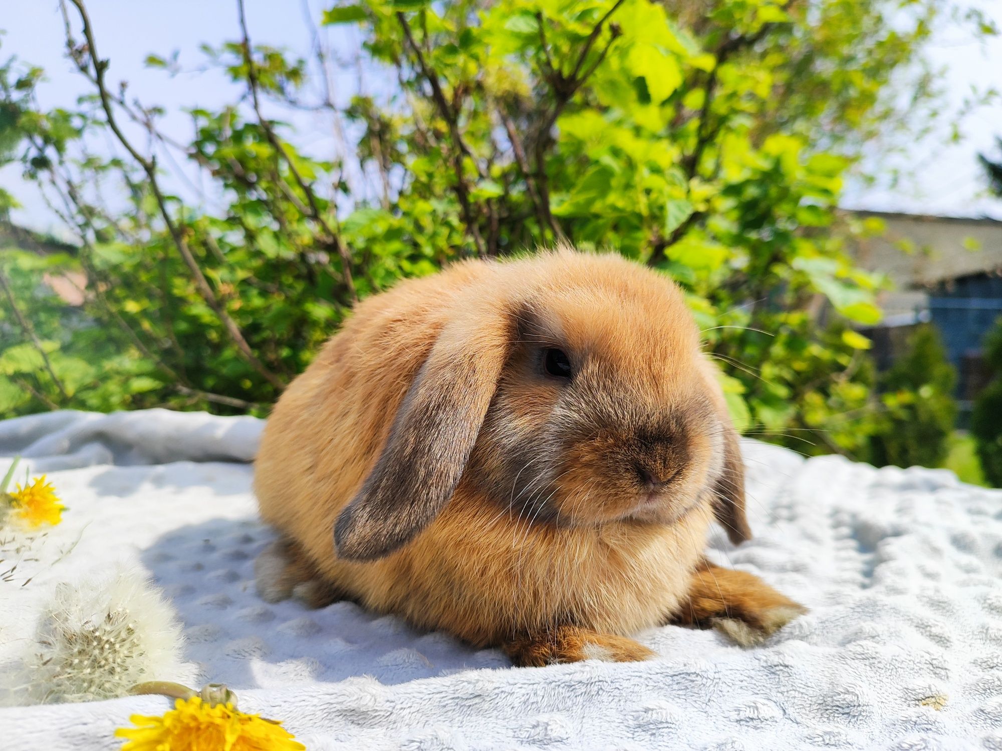 Mini lop metryka legalna hodowla królik miniaturka baranek