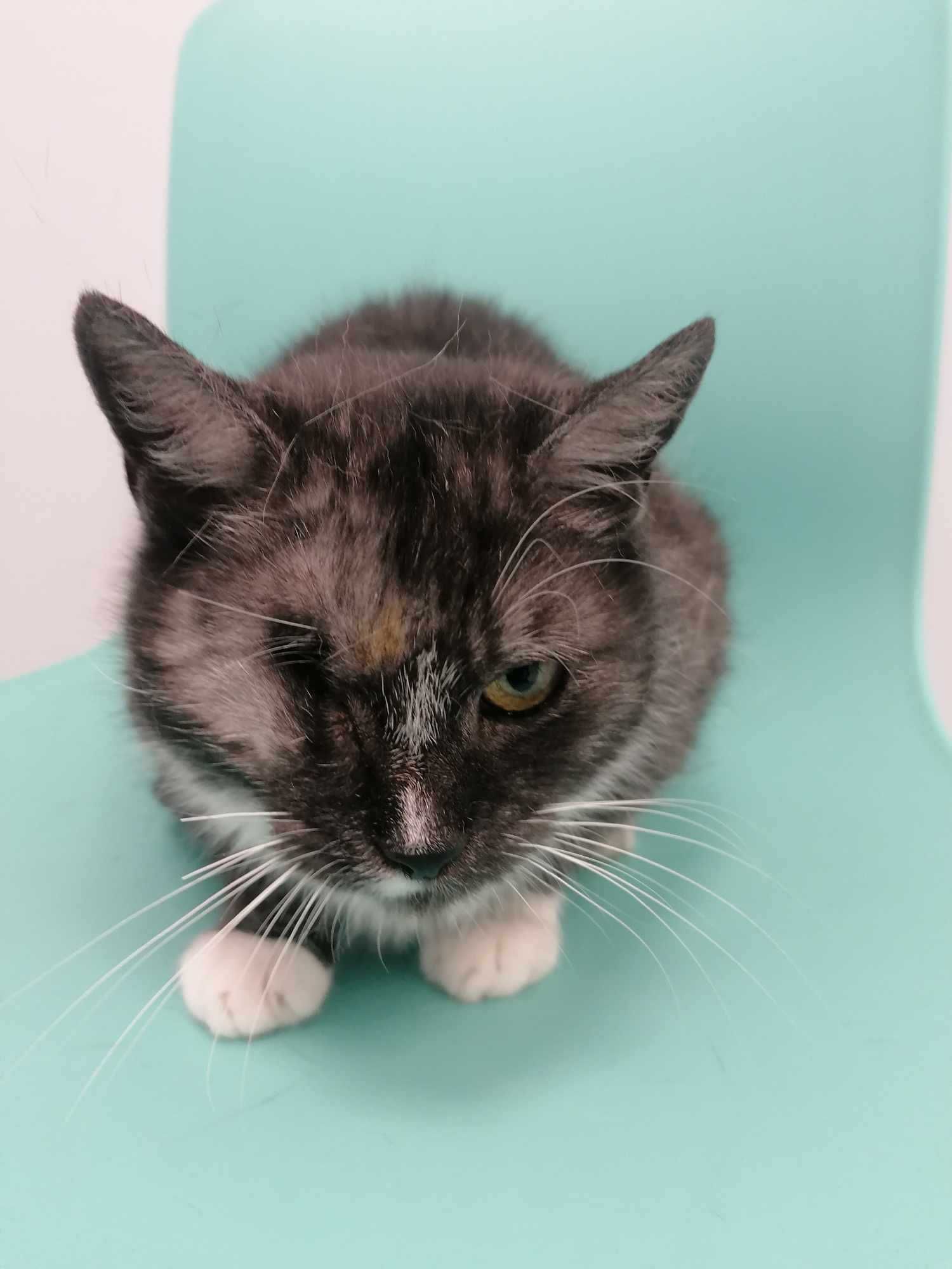 Wdzięczna, urocza i miziasta kotka poleca się do adopcji!
