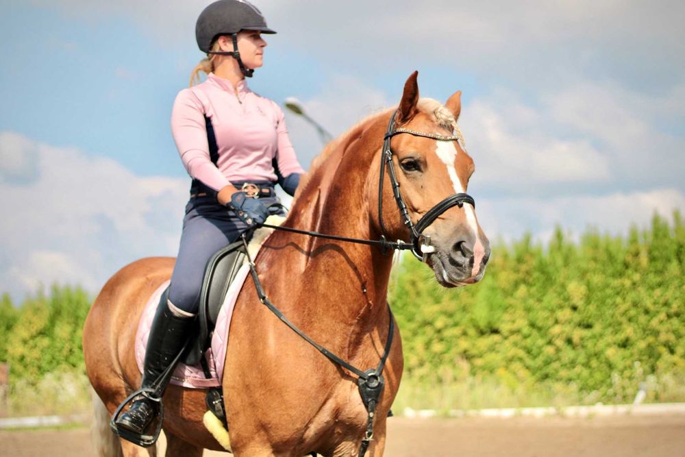 Wałach haflinger 12 lat