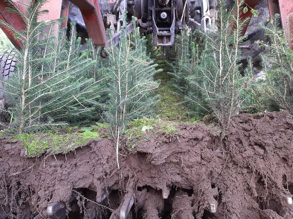 Świerk pospolity 2/1 25 cm - 55 cm