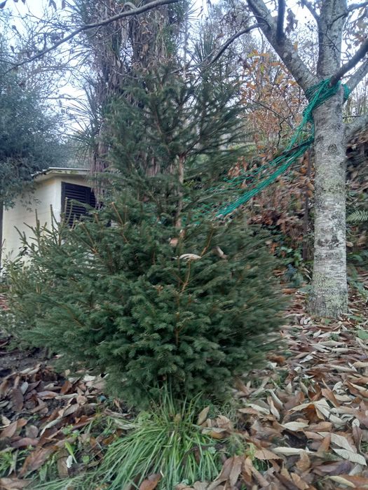 Árvore de Natal natural /Pinheiro de Natal