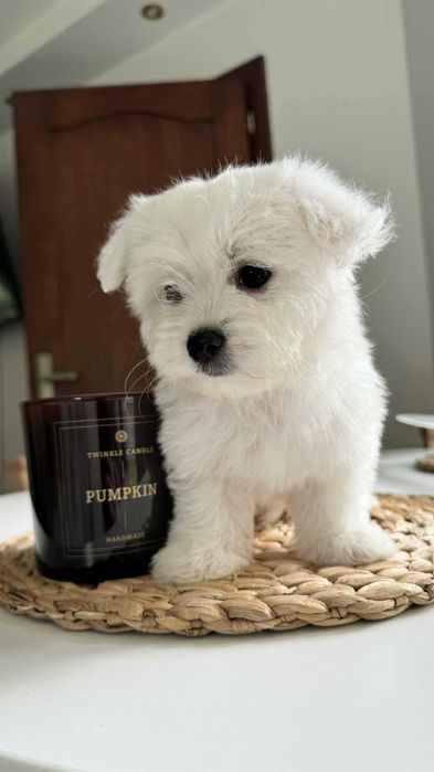 Miniaturka Maltańczyk Piesek z Rodowodem Chipem