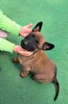 Owczarek belgijski Malinois - suczka