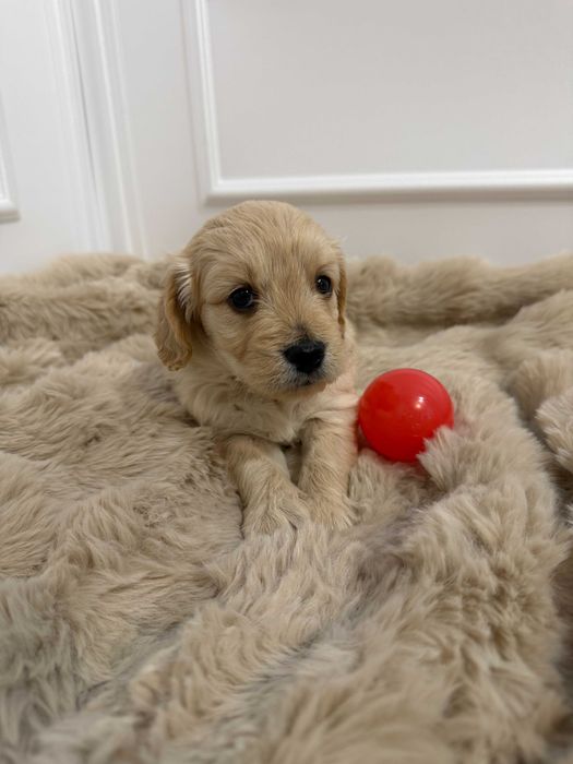 Mini Goldedoodle Suczka