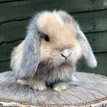 KIT Coelhos anões mini Lop(orelhudos) adoráveis