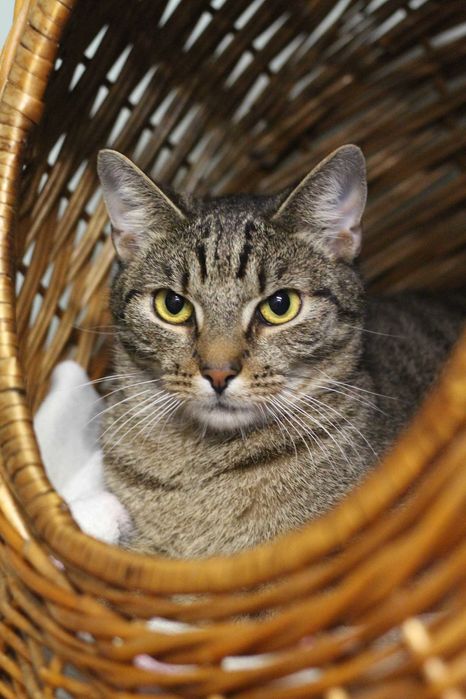 Drugi z braci Mroczek poleca się do adopcji