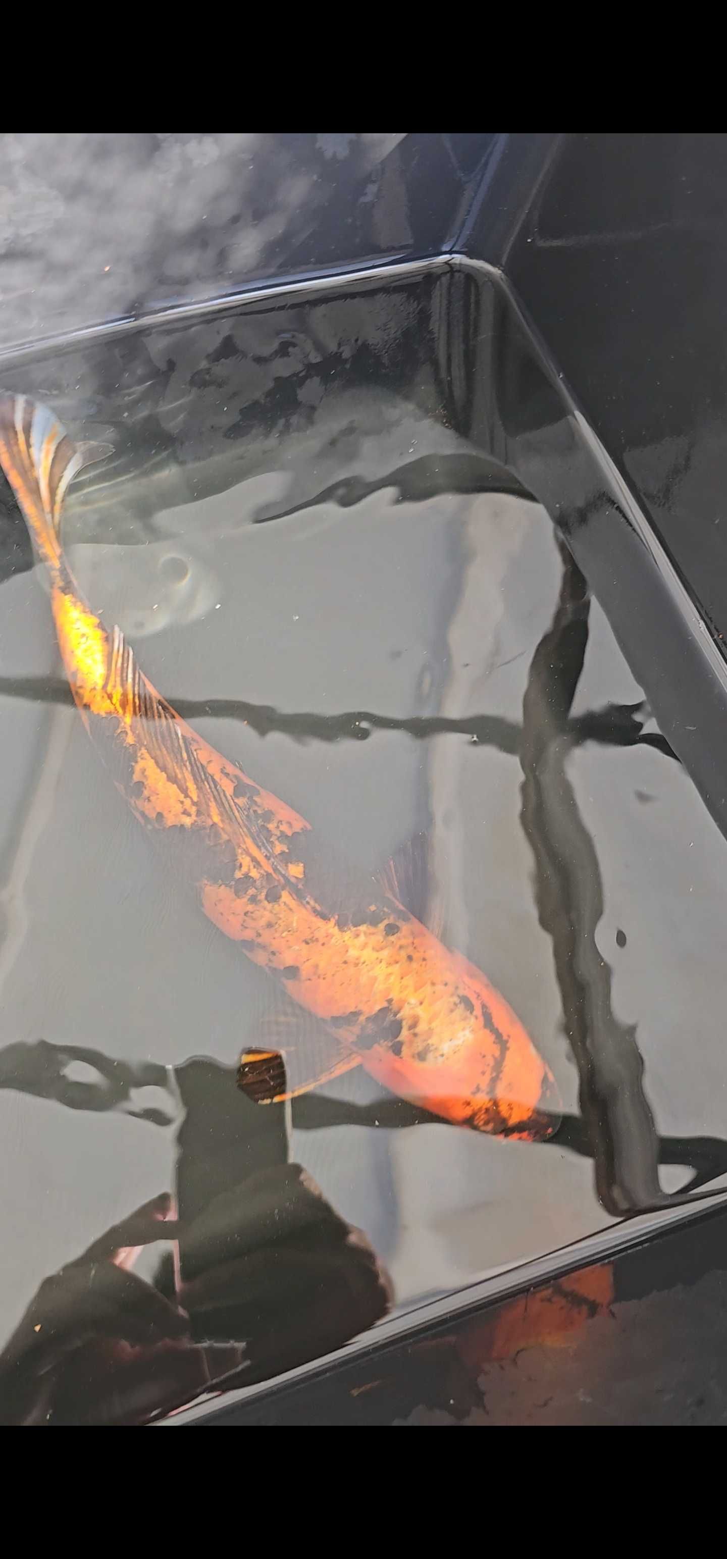 Carpa koi kin ki utsuri