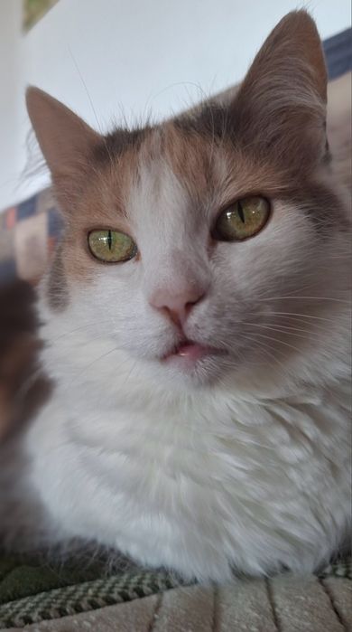 Віддам в добрі руки дуже милу кицю