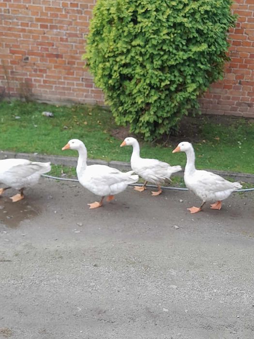 Gęsi piękne zdrowe