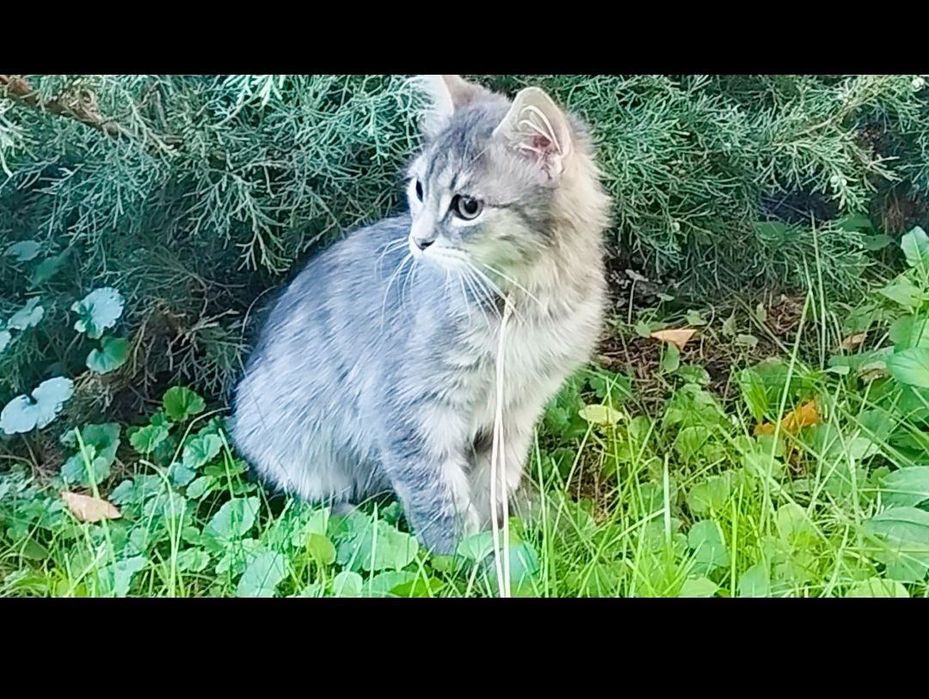 Сибирская кошечка Китти