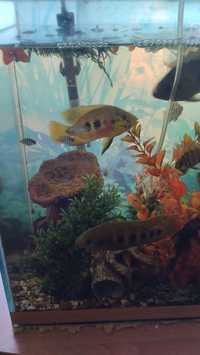 Акваріумні рибки Акари