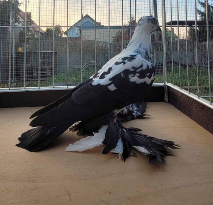 Widymy polskie gołębie