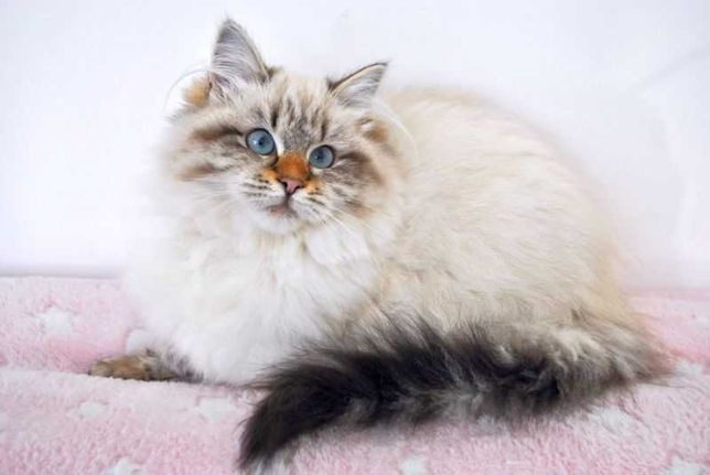 Piękna kotka syberyjska Neva, hodowla Syberian-Pol*PL