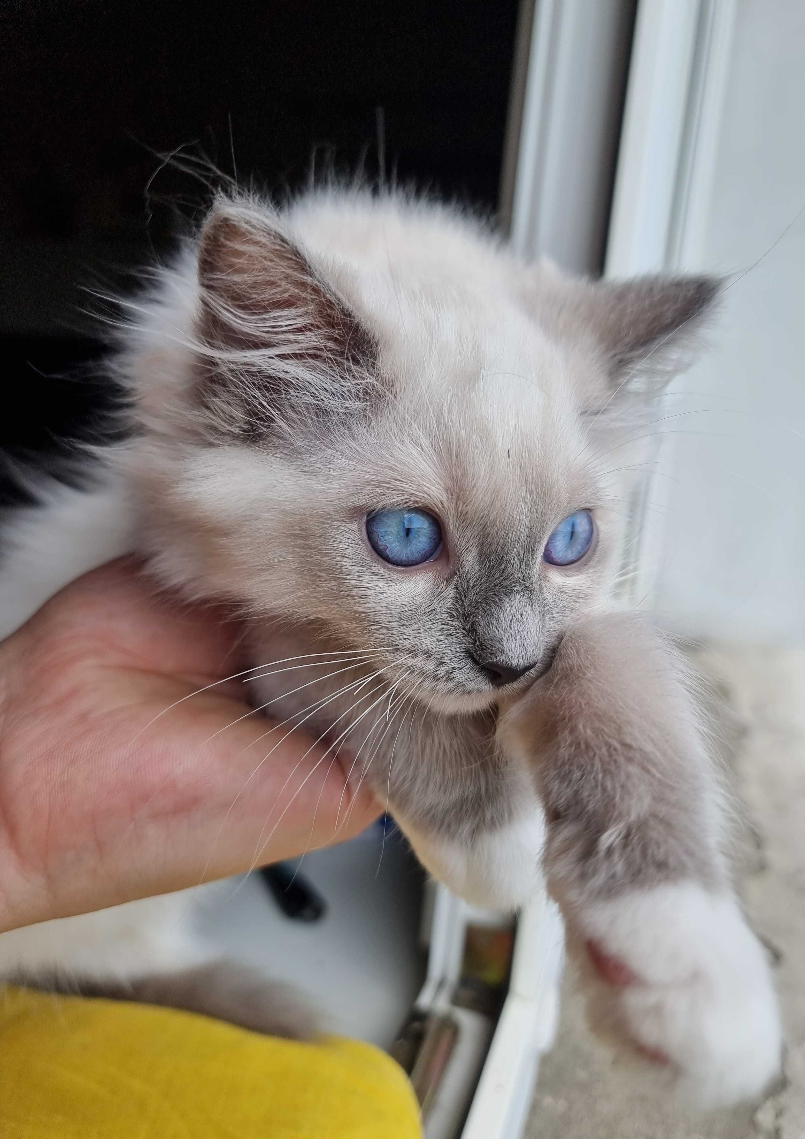 Sprzedam kotka rasy RAGDOLL