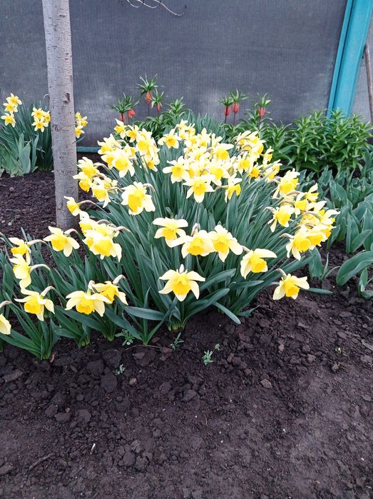 Продаю луковицы нарциссов