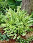 Hosta funkia Stilletto - niska odmiana, ok 20cm, 4 doniczki