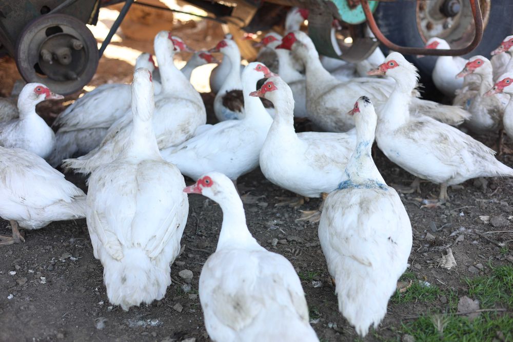 Инкубационное яйцо мускусной утки тяжелой немецкой линии