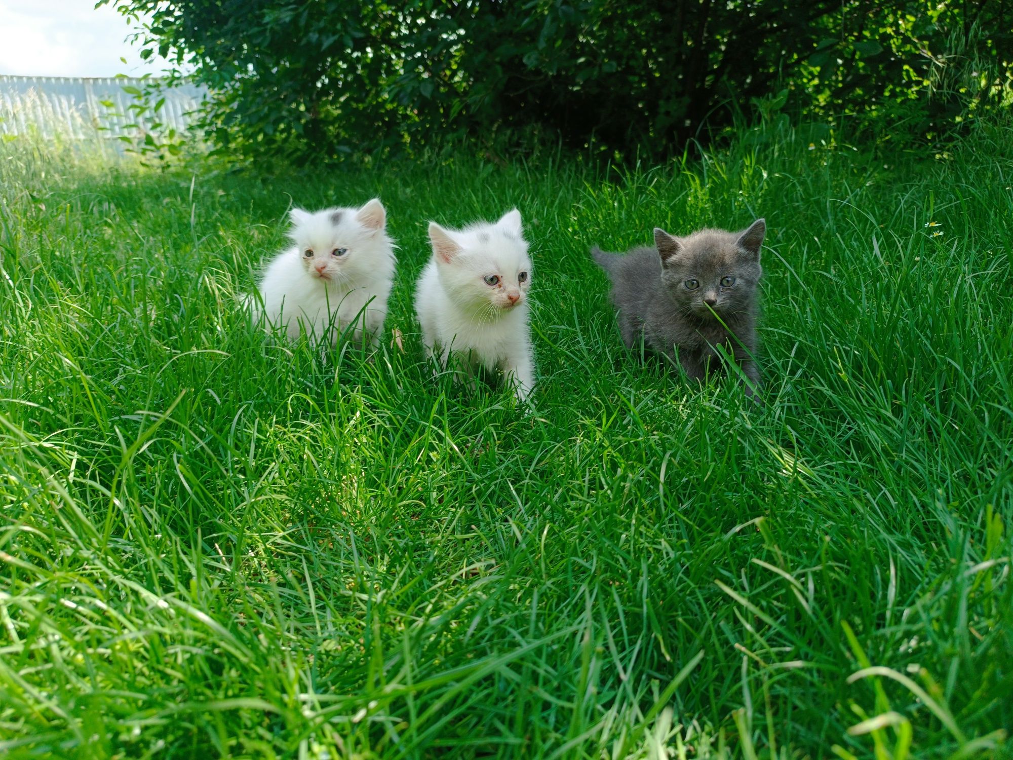 Кошенята в добрі руки