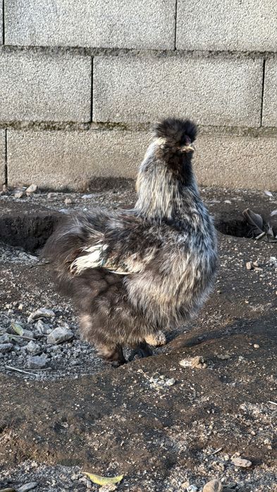 Macho sedosas barbudas do japao