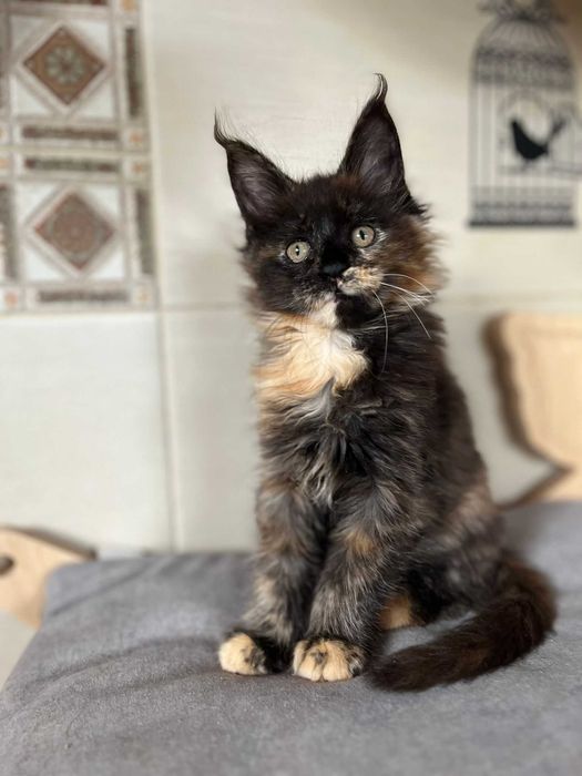 Kotka Maine coon czarna szylkretka f 09