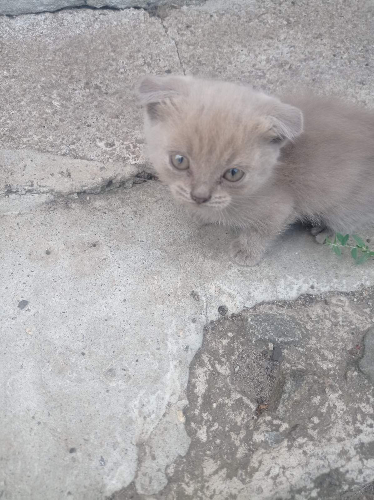 Роздам чудесных котят