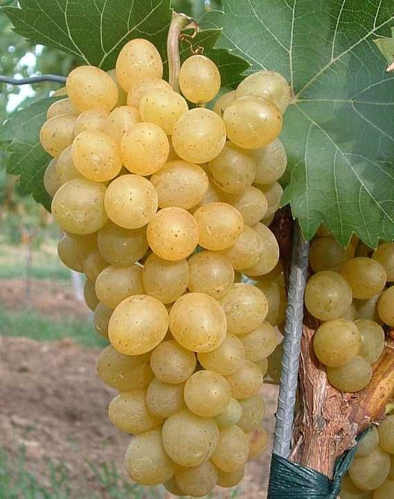 Sadzonki winogron, winorośli w doniczce - różne odmiany