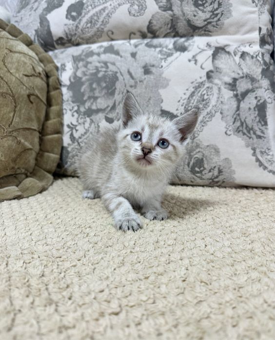 Преданный друг для вашей семьи)