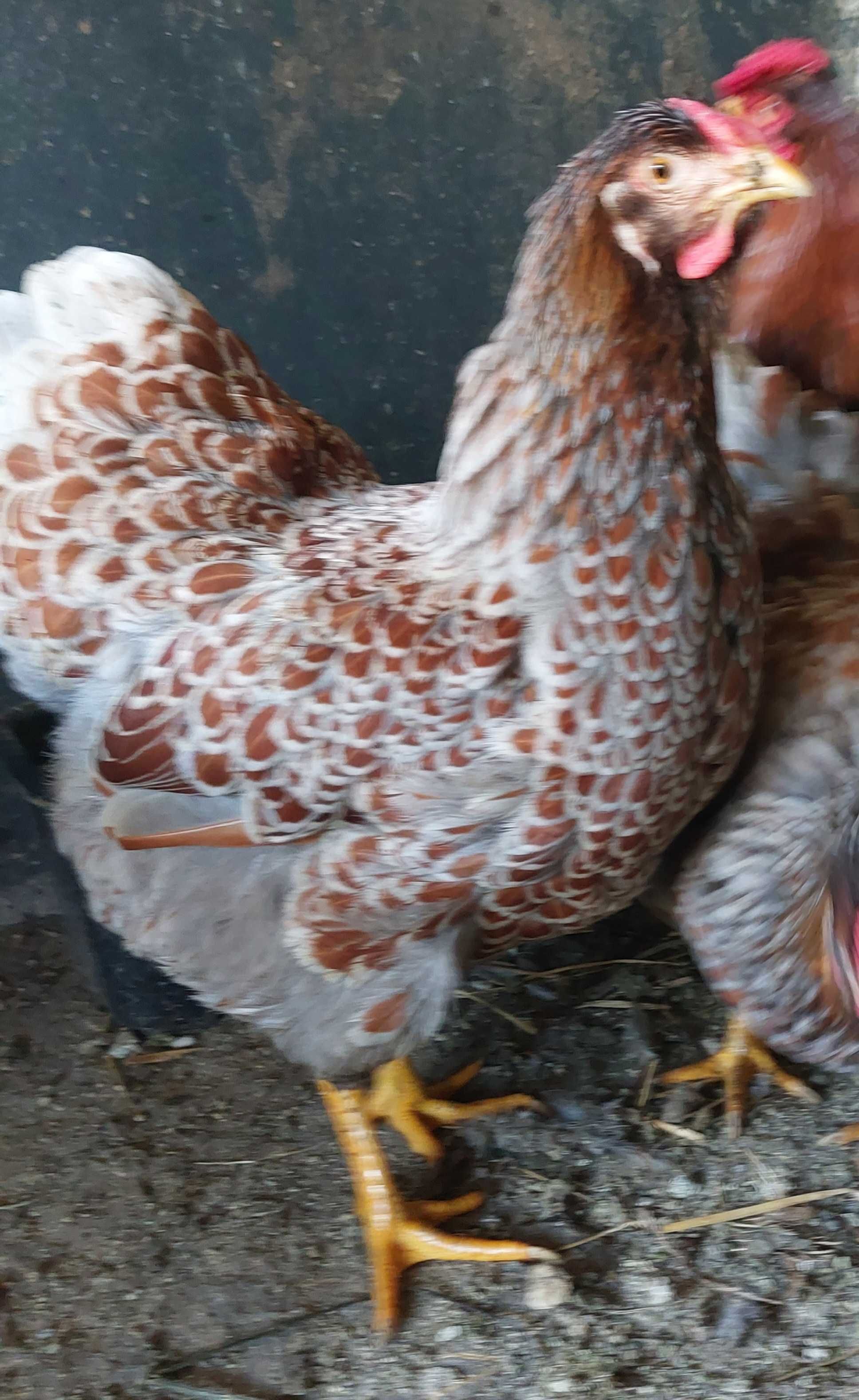 Ovos galados/ férteis de wyandotte