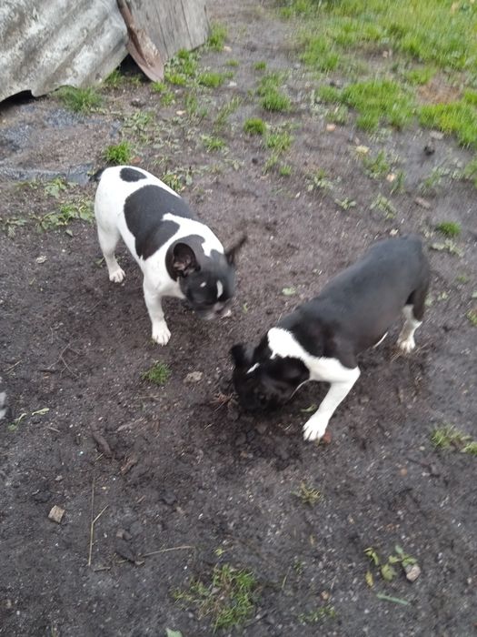 Взрослые девочки французский бульдог