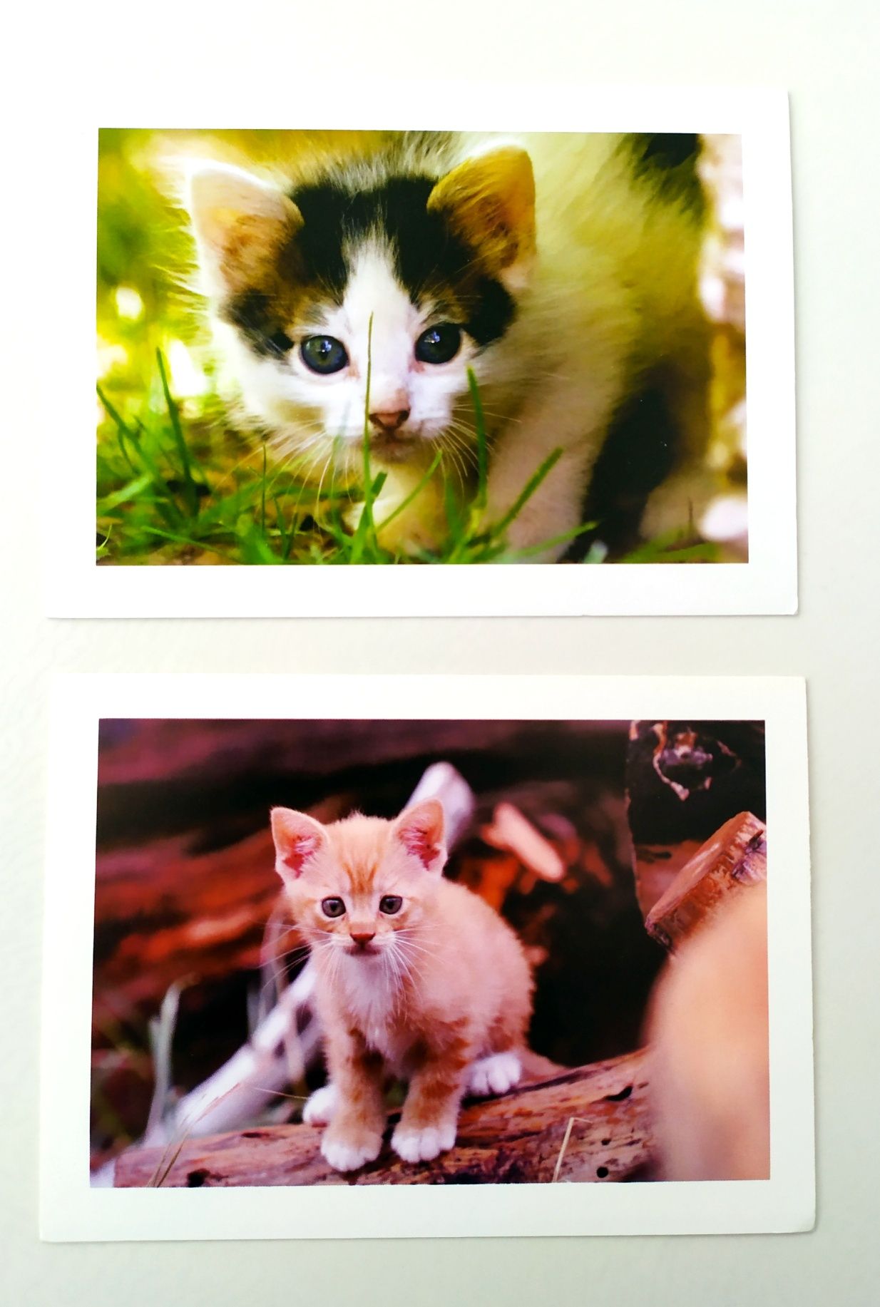 Американские открытки с кошками котики коты кошка вязка котята