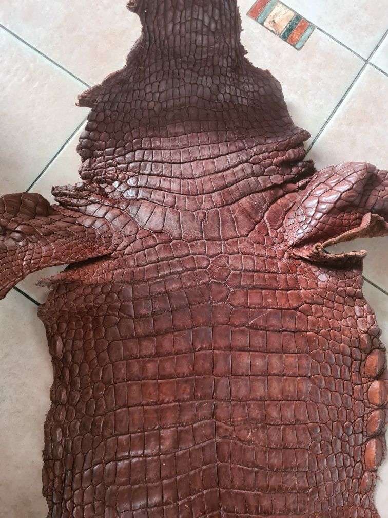Натуральна шкура крокодила