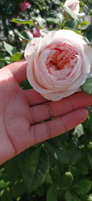 Троянди укорінені