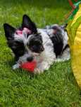 Suczka Yorkshire terrier