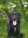 Coffee - skarb w typie labradora do adopcji!