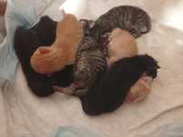 Gatinhos com 2 meses