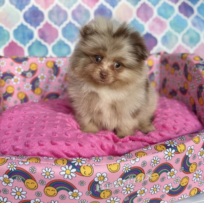 Pomeranian choco merle cudny malutki  miś
