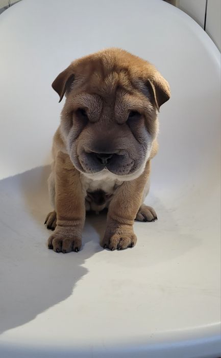 Sharpei macho castanho
