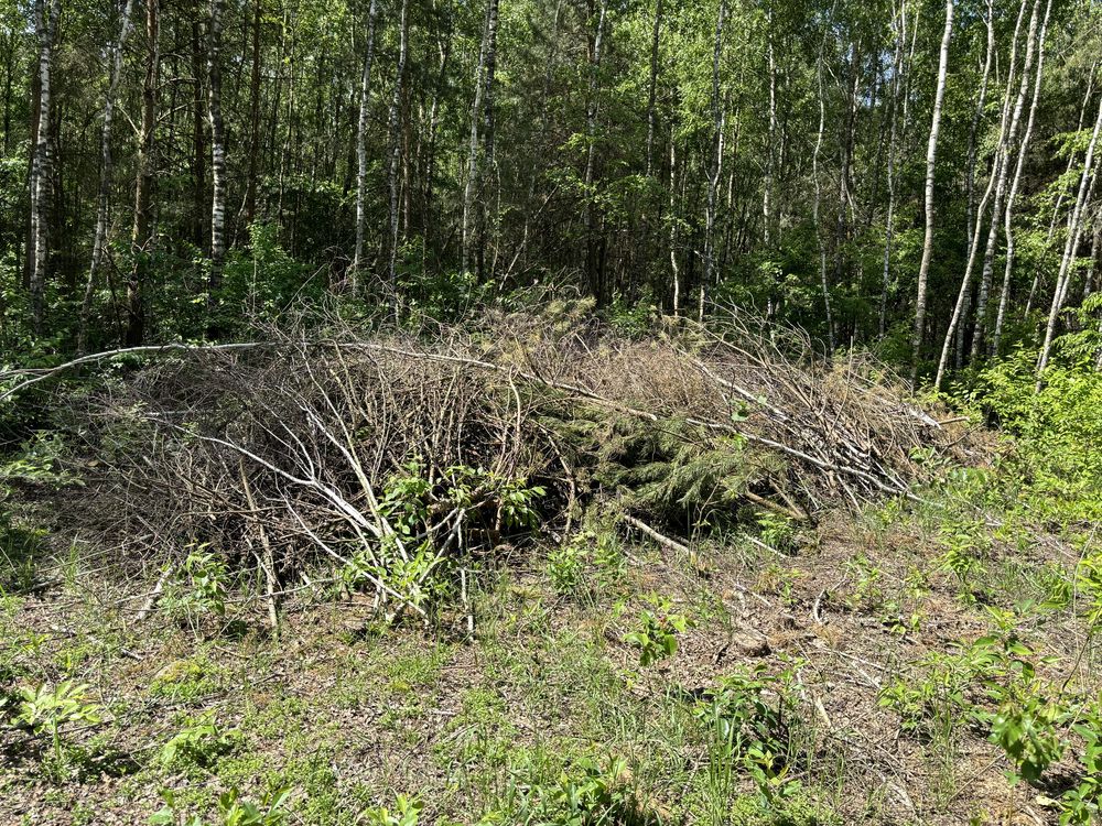 Galezie brzozowe i sosnowe