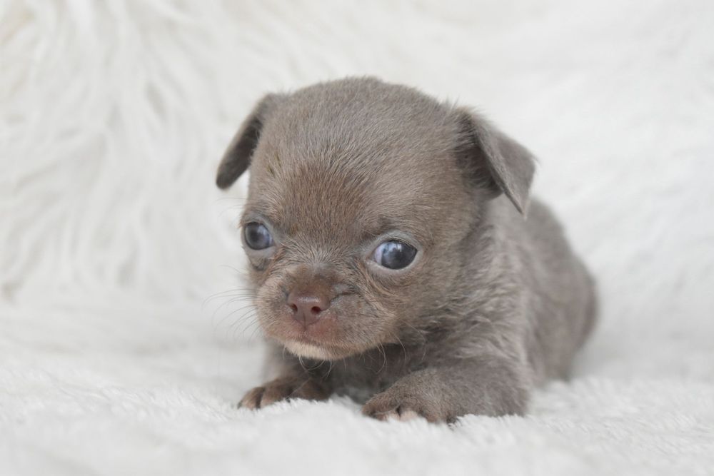 Chihuahua .Cabeça de maçã. Menina  Lilac de olhos azuis.
